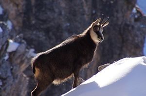 Camoscio d'Abruzzo